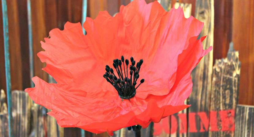 New exhibit – Mechanical Poppies